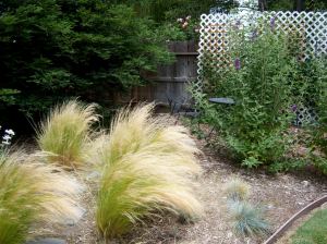 Grasses & Butterfly Bushes